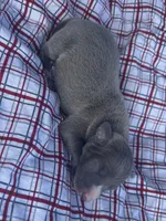 Judd, a male Italian Greyhound for sale in Norwood, MO – 2 of 9