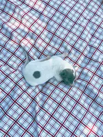 “Jace”, a male Italian Greyhound for sale in Norwood, MO – 7 of 10