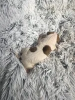 Frankie, a male Italian Greyhound for sale in Norwood, MO – 5 of 8