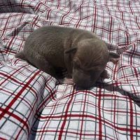 Jaxson, a male Italian Greyhound for sale in Norwood, MO – 2 of 8
