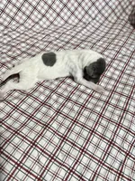 “Chase”, a male Italian Greyhound for sale in Norwood, MO – Photo 8 of 10