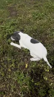 “Chase”, a male Italian Greyhound for sale in Norwood, MO – 5 of 8