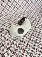 “Chase”, a male Italian Greyhound for sale in Norwood, MO – Photo 6 of 10