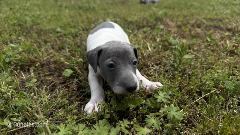 “Chase” – Italian Greyhound puppy for sale in Norwood, MO