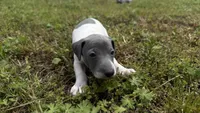“Chase”, a male Italian Greyhound for sale in Norwood, MO – 1 of 8