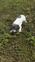 “Chase”, a male Italian Greyhound for sale in Norwood, MO – 7 of 8