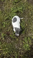 “Chase”, a male Italian Greyhound for sale in Norwood, MO – 4 of 8