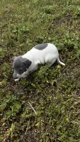 “Chase”, a male Italian Greyhound for sale in Norwood, MO – 3 of 8