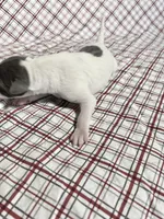 “Chase”, a male Italian Greyhound for sale in Norwood, MO – Photo 5 of 10