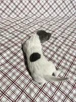 “Chase”, a male Italian Greyhound for sale in Norwood, MO – Photo 4 of 10