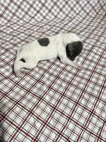 “Chase”, a male Italian Greyhound for sale in Norwood, MO – Photo 7 of 10