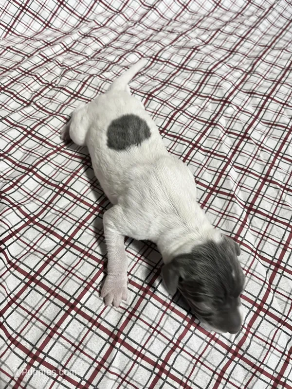 “Chase” – Italian Greyhound puppy for sale in Norwood, MO