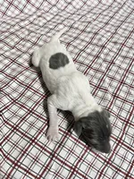 “Chase”, a male Italian Greyhound for sale in Norwood, MO – Photo 1 of 10