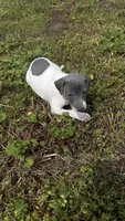 “Chase”, a male Italian Greyhound for sale in Norwood, MO – 2 of 8