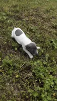 “Chase”, a male Italian Greyhound for sale in Norwood, MO – 8 of 8