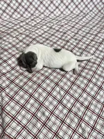 “Chase”, a male Italian Greyhound for sale in Norwood, MO – Photo 10 of 10