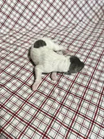 “Chase”, a male Italian Greyhound for sale in Norwood, MO – Photo 9 of 10