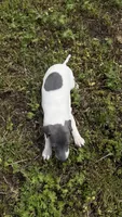 “Chase”, a male Italian Greyhound for sale in Norwood, MO – 6 of 8