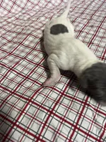 “Chase”, a male Italian Greyhound for sale in Norwood, MO – Photo 2 of 10