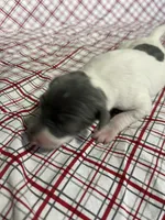 “Chase”, a male Italian Greyhound for sale in Norwood, MO – Photo 3 of 10