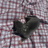Paulie, a male Italian Greyhound for sale in Norwood, MO – 2 of 6