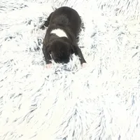 “Princess”, a female Italian Greyhound for sale in Norwood, MO – Photo 3 of 8