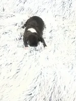 “Princess”, a female Italian Greyhound for sale in Norwood, MO – Photo 3 of 8