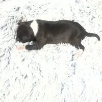 “Princess”, a female Italian Greyhound for sale in Norwood, MO – Photo 6 of 8