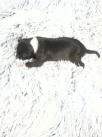 “Princess”, a female Italian Greyhound for sale in Norwood, MO – Photo 6 of 8