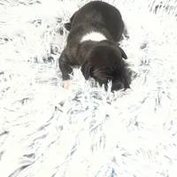 “Princess”, a female Italian Greyhound for sale in Norwood, MO – Photo 2 of 8