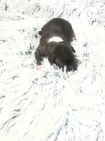 “Princess”, a female Italian Greyhound for sale in Norwood, MO – Photo 2 of 8