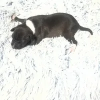 “Princess”, a female Italian Greyhound for sale in Norwood, MO – Photo 5 of 8