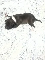 “Princess”, a female Italian Greyhound for sale in Norwood, MO – Photo 5 of 8