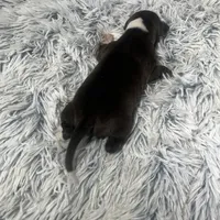 “Princess”, a female Italian Greyhound for sale in Norwood, MO – Photo 7 of 8