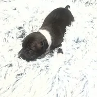 “Princess”, a female Italian Greyhound for sale in Norwood, MO – Photo 1 of 8