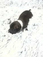 “Princess”, a female Italian Greyhound for sale in Norwood, MO – Photo 1 of 8