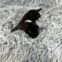 “Princess”, a female Italian Greyhound for sale in Norwood, MO – Photo 8 of 8