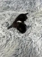 “Princess”, a female Italian Greyhound for sale in Norwood, MO – Photo 8 of 8