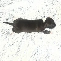 “Princess”, a female Italian Greyhound for sale in Norwood, MO – Photo 4 of 8