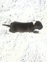 “Princess”, a female Italian Greyhound for sale in Norwood, MO – Photo 4 of 8