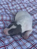 Tuck, a male Italian Greyhound for sale in Norwood, MO – 10 of 10