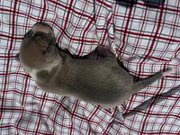 Gage, a male Italian Greyhound for sale in Norwood, MO – 8 of 9