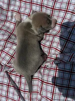 Gage, a male Italian Greyhound for sale in Norwood, MO – 7 of 9