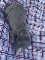 Judd, a male Italian Greyhound for sale in Norwood, MO – 3 of 9