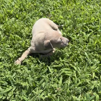 Jaxson, a male Italian Greyhound for sale in Norwood, MO – 7 of 10