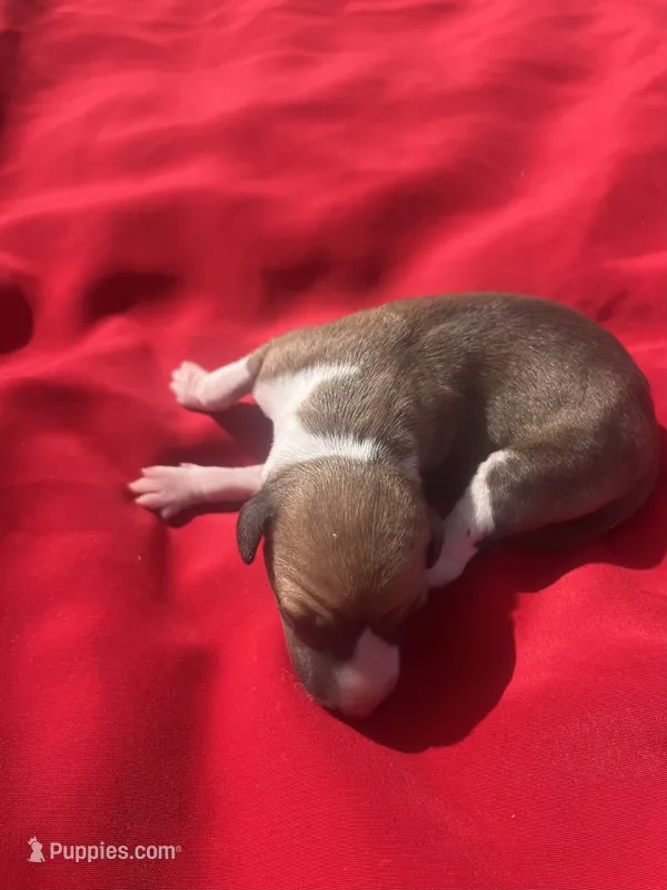 Josie – Italian Greyhound puppy for sale in Norwood, MO