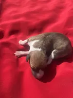 Josie, a female Italian Greyhound for sale in Norwood, MO – 1 of 6