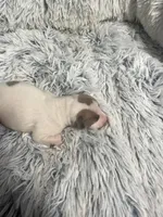 Howie, a male Italian Greyhound for sale in Norwood, MO – 5 of 7