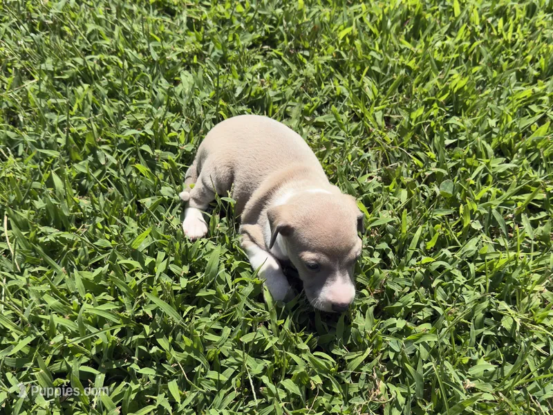 Gage – Italian Greyhound puppy for sale in Norwood, MO
