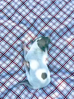 “Jace”, a male Italian Greyhound for sale in Norwood, MO – 5 of 10